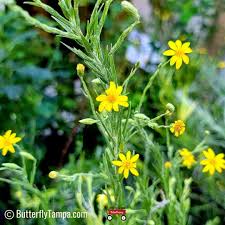 Attēlu rezultāti vaicājumam “Lycogala persicum young”