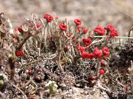 Attēlu rezultāti vaicājumam “Cladonia floerkeana”