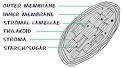 Biology4Kids.com: Cell Structure: Chloroplasts