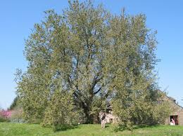 Attēlu rezultāti vaicājumam “Ulmus laevis”