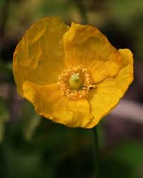 Image result for Meconopsis cambrica