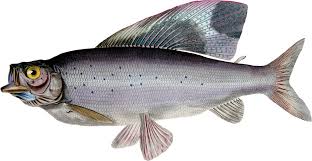 Image result for Thymallus thymallus