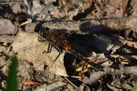 Attēlu rezultāti vaicājumam “Leucorrhinia rubicunda male”