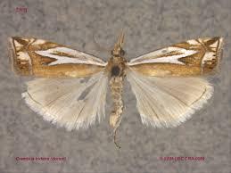 Attēlu rezultāti vaicājumam “Crambus hamella”