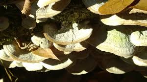 Attēlu rezultāti vaicājumam “Trichaptum biforme”