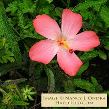 Image result for Abelmoschus moschatus