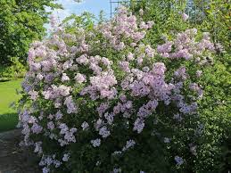 Image result for flieder