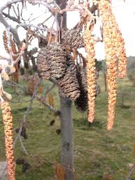 Attēlu rezultāti vaicājumam “Alnus glutinosa flower”