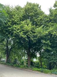 Attēlu rezultāti vaicājumam “Tilia x vulgaris”