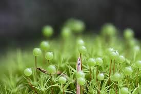 Attēlu rezultāti vaicājumam “Bartramia pomiformis”