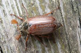 Attēlu rezultāti vaicājumam “Melolontha melolontha”