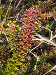 Attēlu rezultāti vaicājumam “Empetrum nigrum flower”