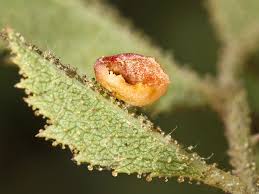 Attēlu rezultāti vaicājumam “Diplolepis eglanteriae”