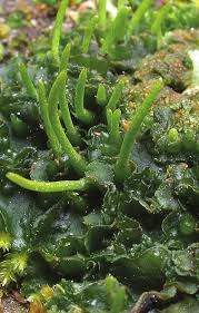 Attēlu rezultāti vaicājumam “Phaeoceros laevis subsp. carolinianus”