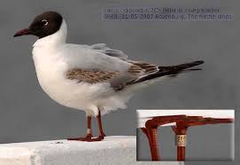 Attēlu rezultāti vaicājumam “Larus ridibundus adult”