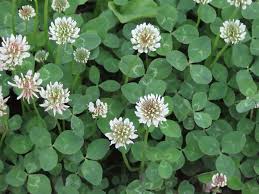 Attēlu rezultāti vaicājumam “Trifolium repens leaf”