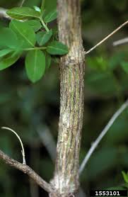 Attēlu rezultāti vaicājumam “Lonicera tatarica leaf”