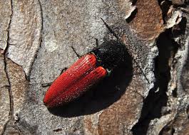 Attēlu rezultāti vaicājumam “Ampedus sp.”