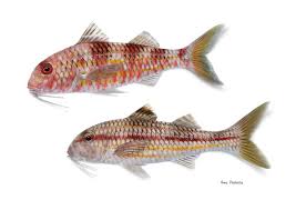 Image result for Mullus surmuletus