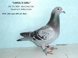 Image result for Abbeyton & Broomfield Racing Pigeons