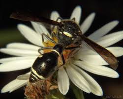 Attēlu rezultāti vaicājumam “Eumenes sp.”