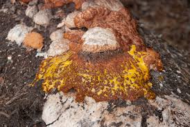 Attēlu rezultāti vaicājumam “Fuligo septica var. rosea”