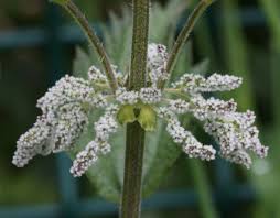Attēlu rezultāti vaicājumam “Urtica dioica flower”