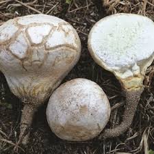 Attēlu rezultāti vaicājumam “Laserpitium pruthenicum”