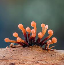 Attēlu rezultāti vaicājumam “Phleogena faginea young”