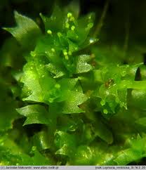 Attēlu rezultāti vaicājumam “Lophozia ventricosa”