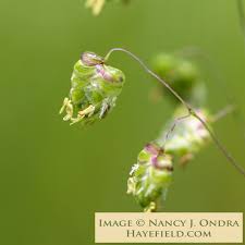 Attēlu rezultāti vaicājumam “Briza media flower”