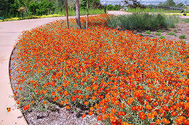 Attēlu rezultāti vaicājumam “Helianthemum nummularium”