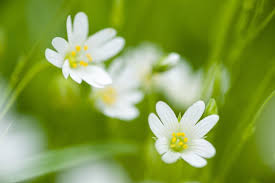 Attēlu rezultāti vaicājumam “Stellaria holostea flower”