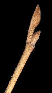 Attēlu rezultāti vaicājumam “Hamamelis vernalis bud”