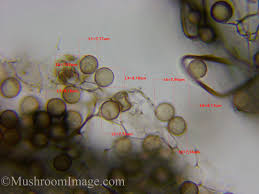 Attēlu rezultāti vaicājumam “Stemonitis axifera var. smithii macro”