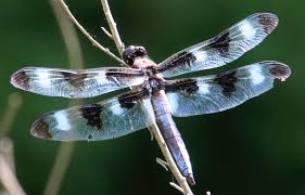 Attēlu rezultāti vaicājumam “Comatricha pulchella macro”