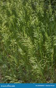 Attēlu rezultāti vaicājumam “Bromopsis inermis fruit”