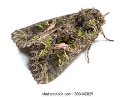 Attēlu rezultāti vaicājumam “Trachea atriplicis”