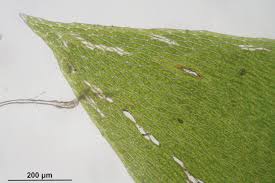 Attēlu rezultāti vaicājumam “Plagiothecium nemorale”