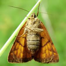 Attēlu rezultāti vaicājumam “Euclidia glyphica”