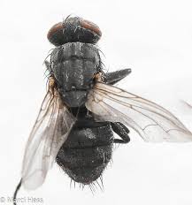 Attēlu rezultāti vaicājumam “Sarcophagidae”