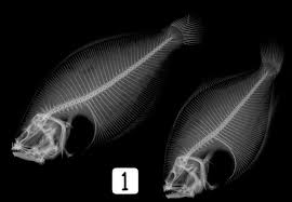 Image result for Paralichthys lethostigma