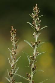 Attēlu rezultāti vaicājumam “Gnaphalium sylvaticum flower”