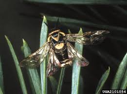 Attēlu rezultāti vaicājumam “Diprion pini female”