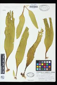 Attēlu rezultāti vaicājumam “Cribraria costata stalked”