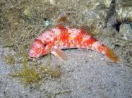 Image result for Mullus surmuletus