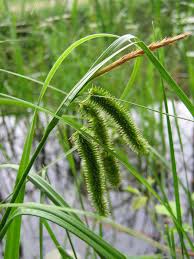 Attēlu rezultāti vaicājumam “Carex pseudocyperus female flower”