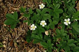 Attēlu rezultāti vaicājumam “Potentilla alba”