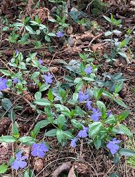 Attēlu rezultāti vaicājumam “Vinca minor flower”