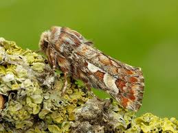 Attēlu rezultāti vaicājumam “Panolis flammea”